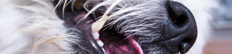 Epilepsie beim Hund