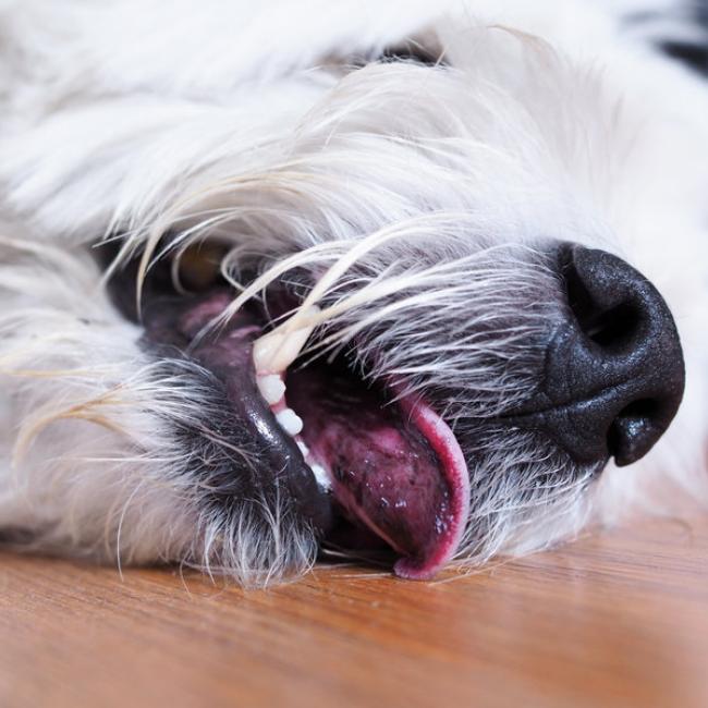 Bach Bloesem Mix omgaan met Epilepsie hond
