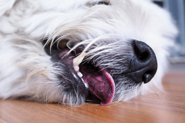 Epilepsie bij je hond?