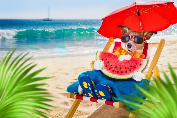 Mit dem Hund in den Urlaub: Was gehört auf die Packliste?