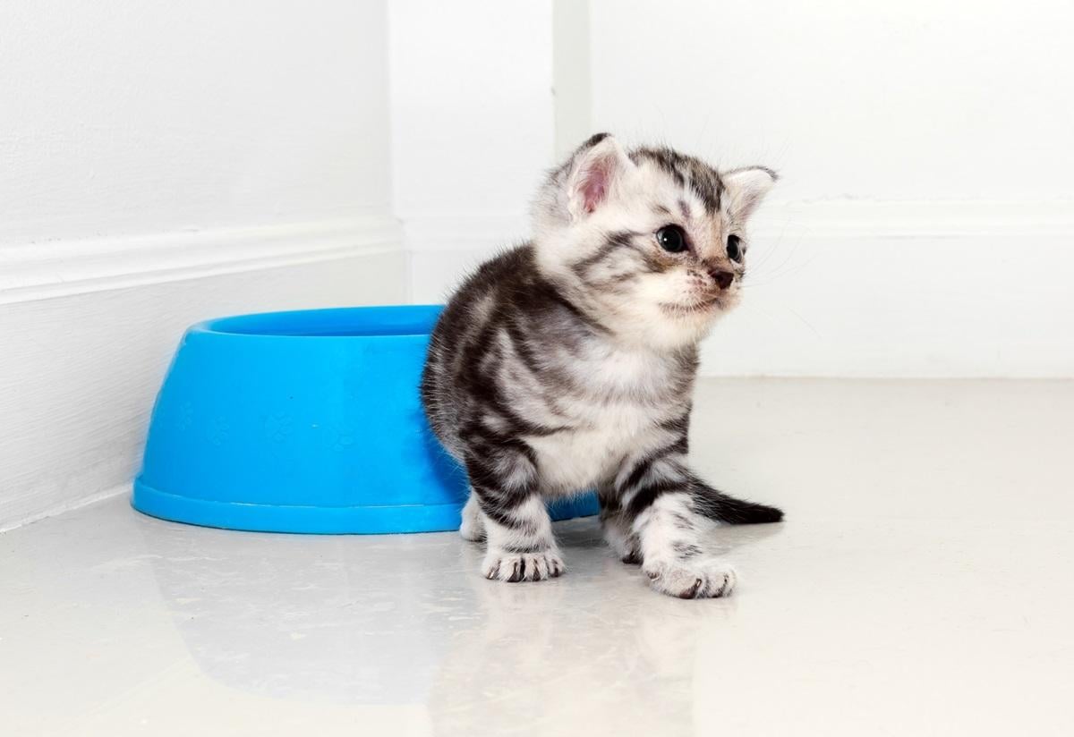 Katze nicht stubenrein.jpg