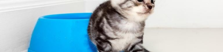 Katze nicht stubenrein: Die häufigsten Gründe und wie Sie Ihre Katze (wieder) stubenrein bekommen