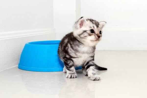 Katze nicht stubenrein: Die häufigsten Gründe und wie Sie Ihre Katze (wieder) stubenrein bekommen
