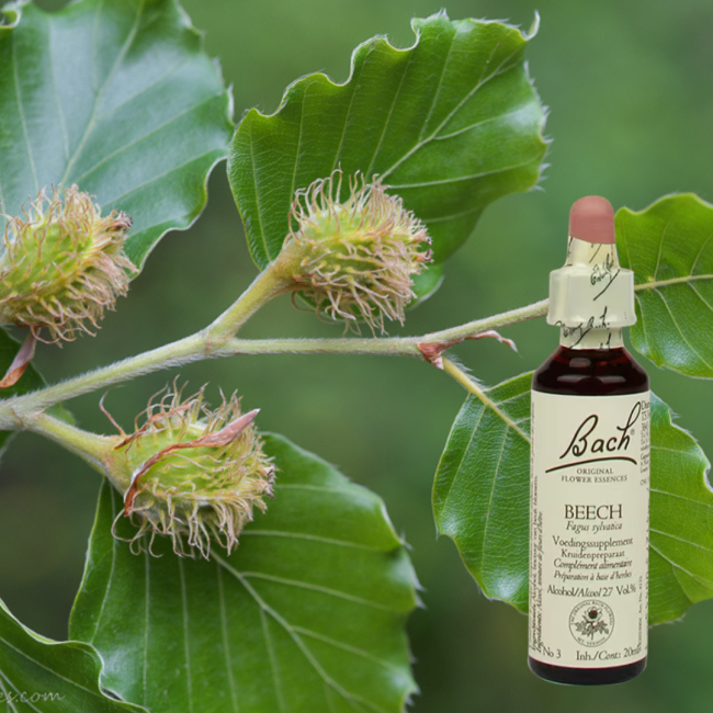Beech - Rotbuche