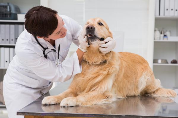 So nehmen Sie Ihrem Hund die Angst vor dem Tierarzt