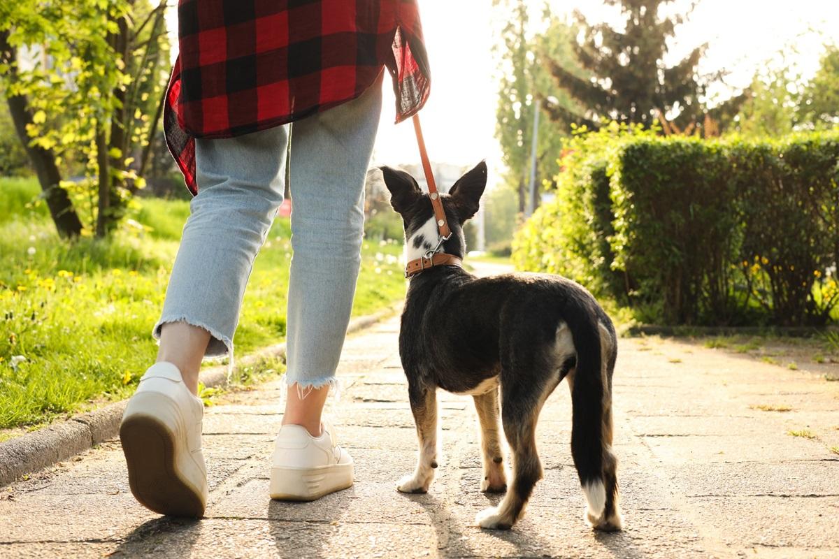 Hund will nicht Gassigehen Ursachen Tipps.jpg