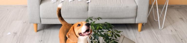 Wie lange kann ein Hund alleine bleiben? Tipps & Infos
