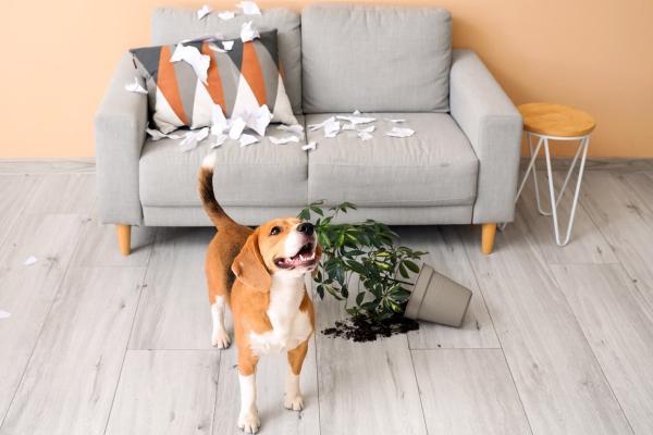 Wie lange kann ein Hund alleine bleiben? Tipps & Infos
