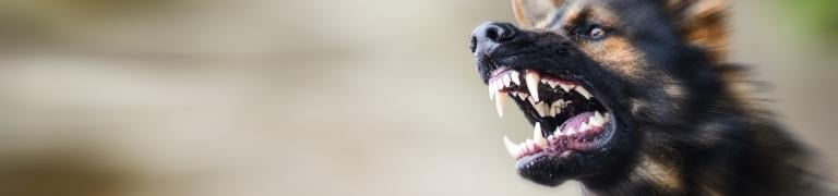 Bachblüten-Mix Aggressiver Hund