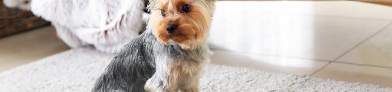 Waarom plast mijn hond in huis? Oorzaken en zo leer je het af