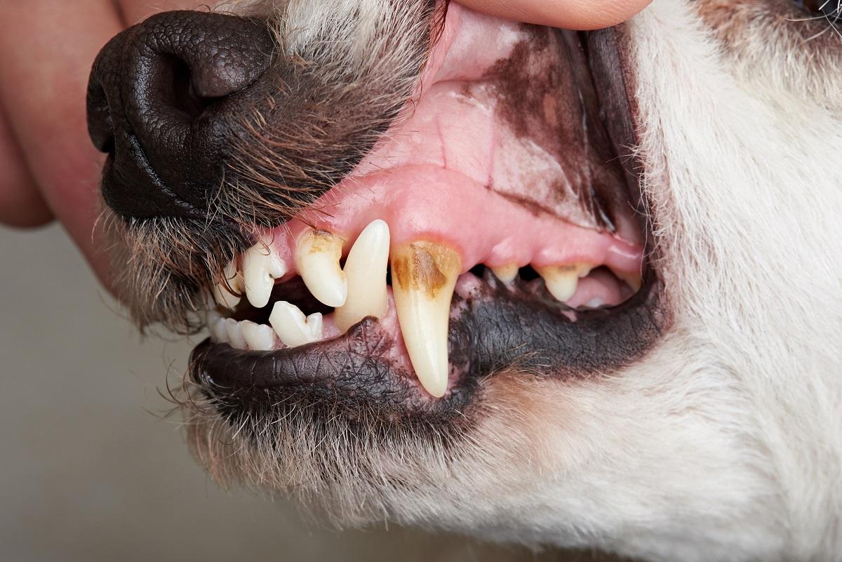 Hund Zahnstein.jpg