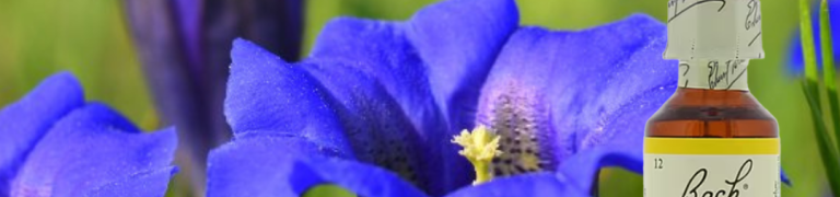 Bachbloesem Gentian