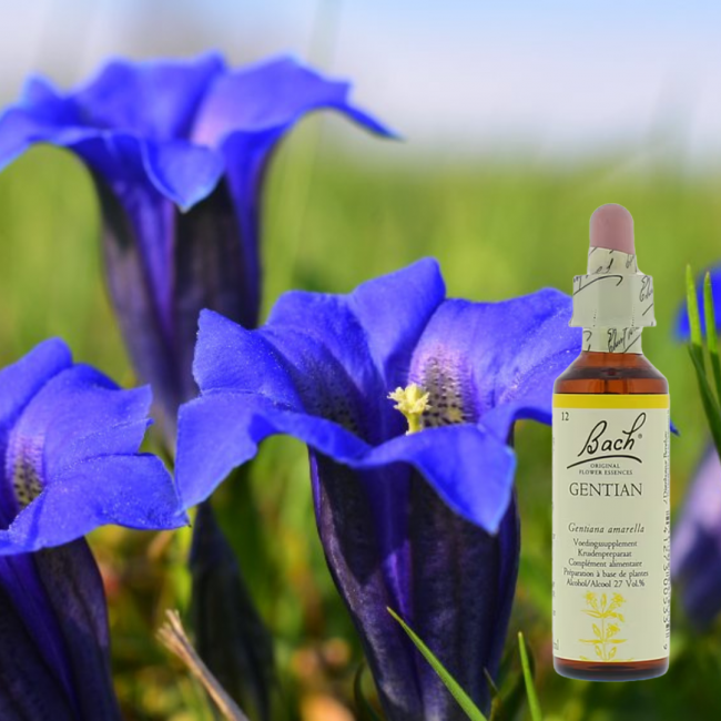 Gentian - Herbstenzian