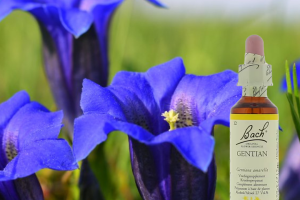 Bachbloesem Gentian