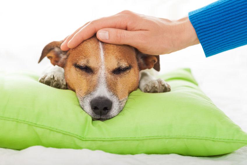Bach Bloesem Epilepsie hond ziek 
