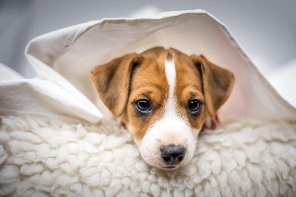 Bange pup in huis? 5 tips om angsten te overwinnen