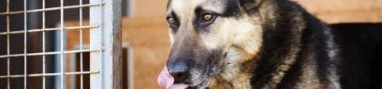 Help! Mijn hond is bang