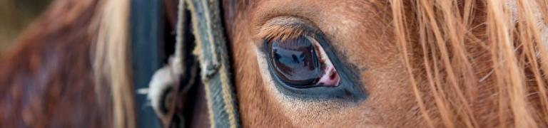 Angstig paard? Dit kun je doen!