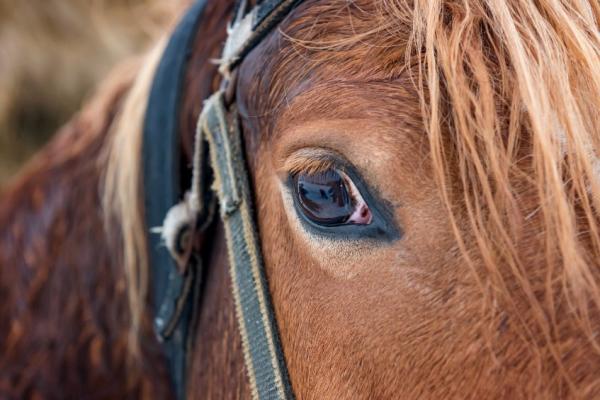 Hoe bach bloesem mix je paard helpt ontspannen