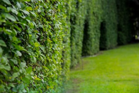 Koop Bachbloesem Hornbeam Haagbeuk 50 ml.jpg
