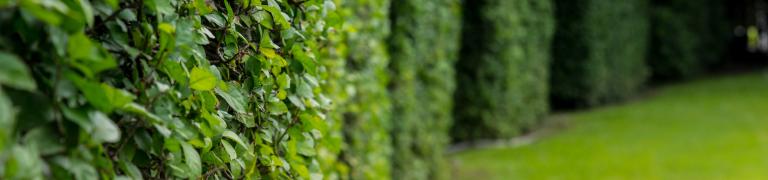 Fleurs de Bach Hornbeam