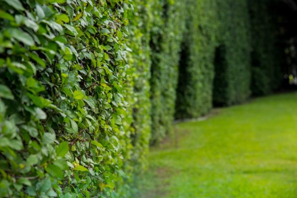 Bach Bloesem Mix Hornbeam - Haagbeuk
