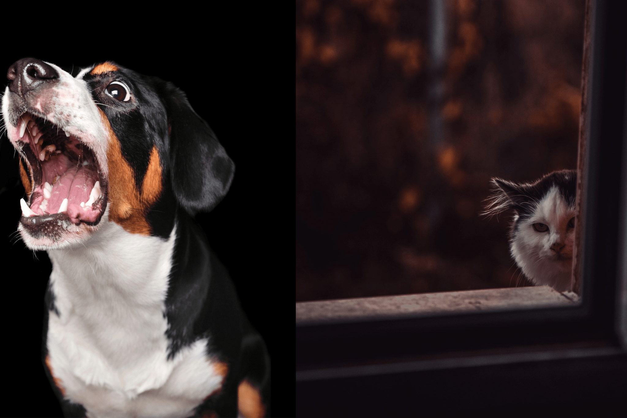 vuurwerkangst-huisdieren-kat-hond.png