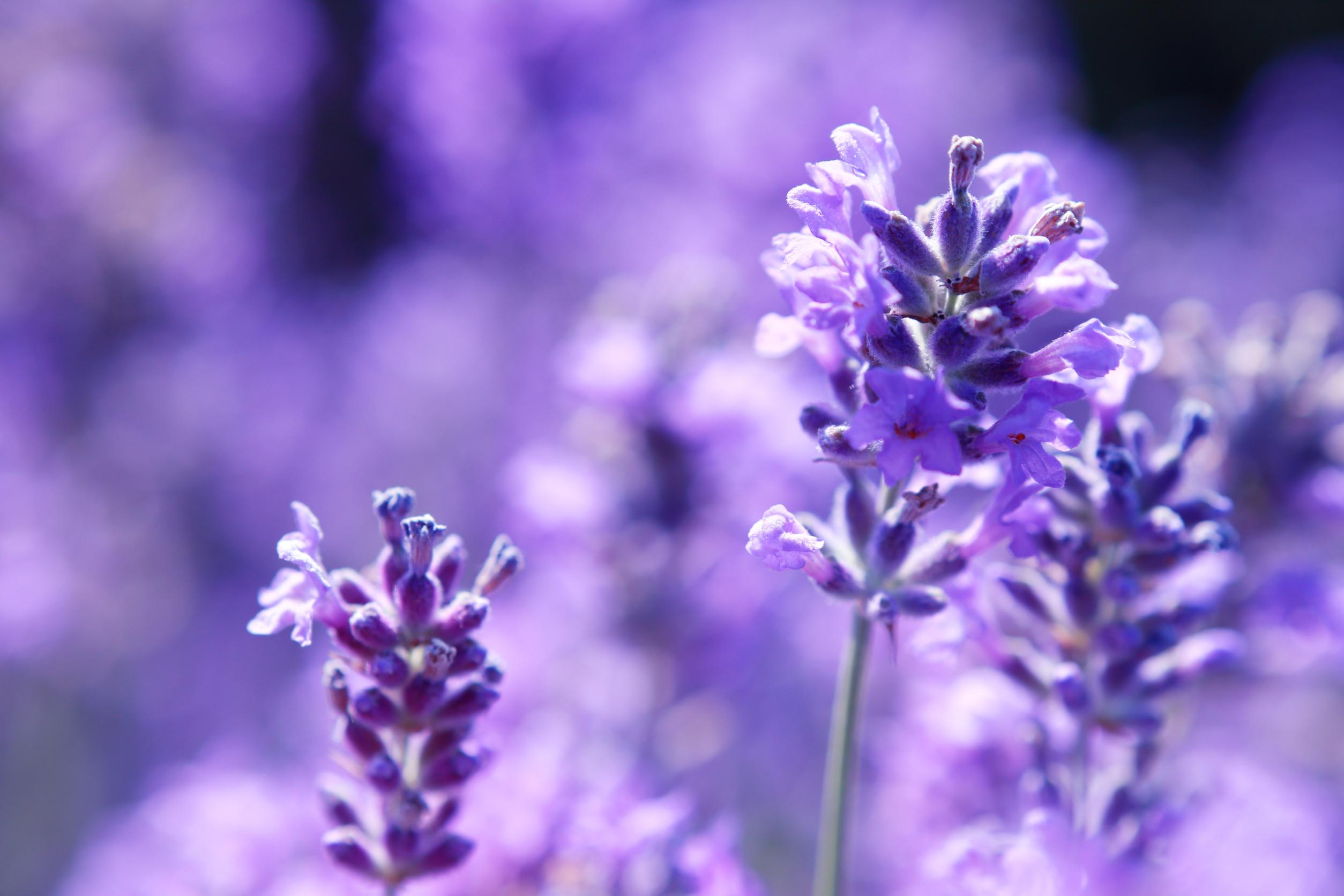 Bloesemremedie Lavendel 50 ML Bach Bloesem Mix van Greetje .jpg