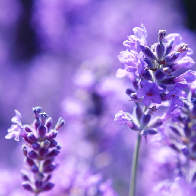 Lavendel