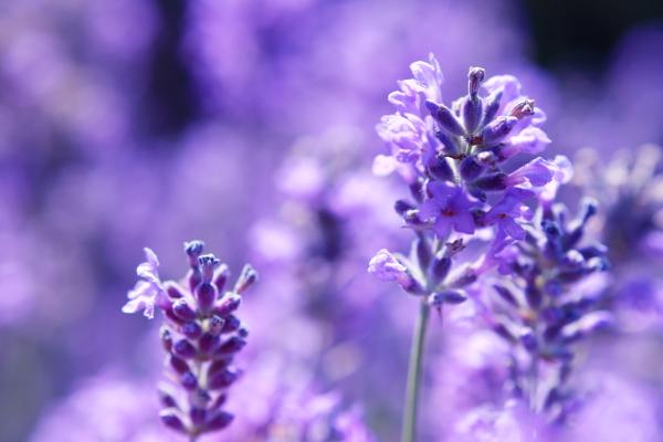 Bloesemremedie Lavendel - Rust en Balans