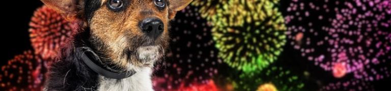 Hunde und Silvester: Last-Minute Tipps für weniger Angst vor Feuerwerk