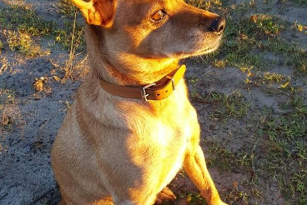 Mijn hond kreeg een beroerte