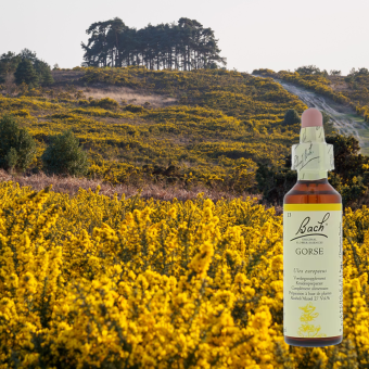 Bachbloesem Gorse groeit in het wild Zuid Engeland.jpg
