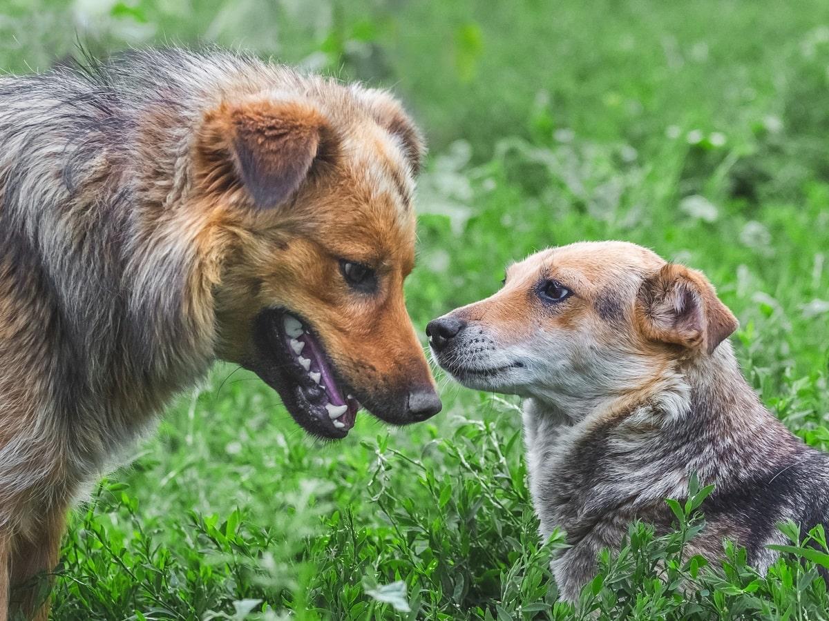 Hund aufreiten abgewöhnen.jpg