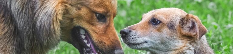 Hund rammelt an Gegenständen und Menschen: So gewöhnen Sie ihm das Aufreiten ab