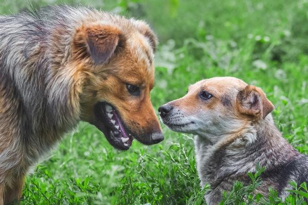 Hund rammelt an Gegenständen und Menschen: So gewöhnen Sie ihm das Aufreiten ab