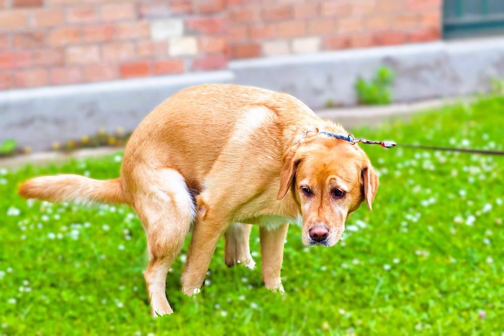 Natuurlijk middel tips diarree hond Bachbloesem Gezonde darmflora.jpg