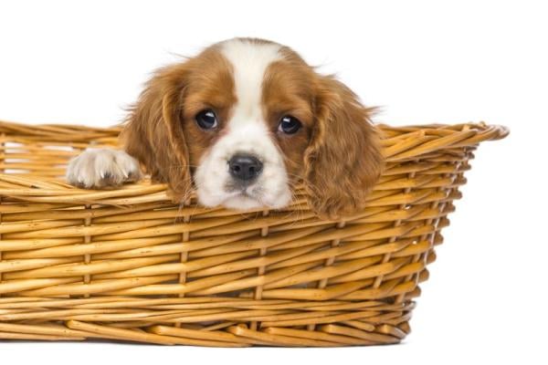 Tips voor opvoeden van King Charles Cavalier Spaniël