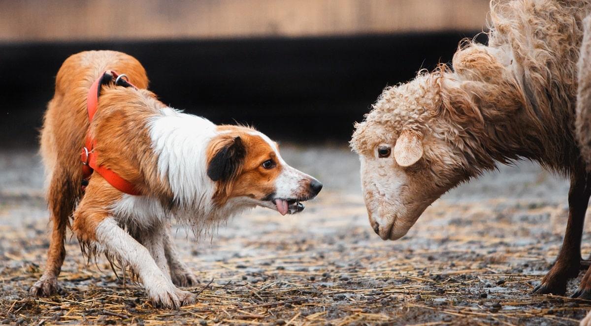 Hond met lage houding, onzekere hond