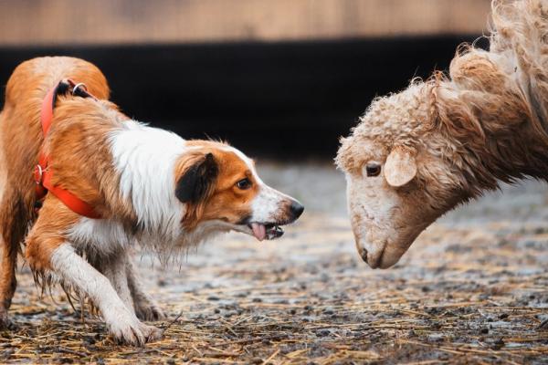 Onzekerheid bij honden