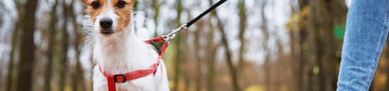 Hund ohne Leine laufen: Gründe für und gegen das Anleinen des Hundes (& Tipps zum Training)