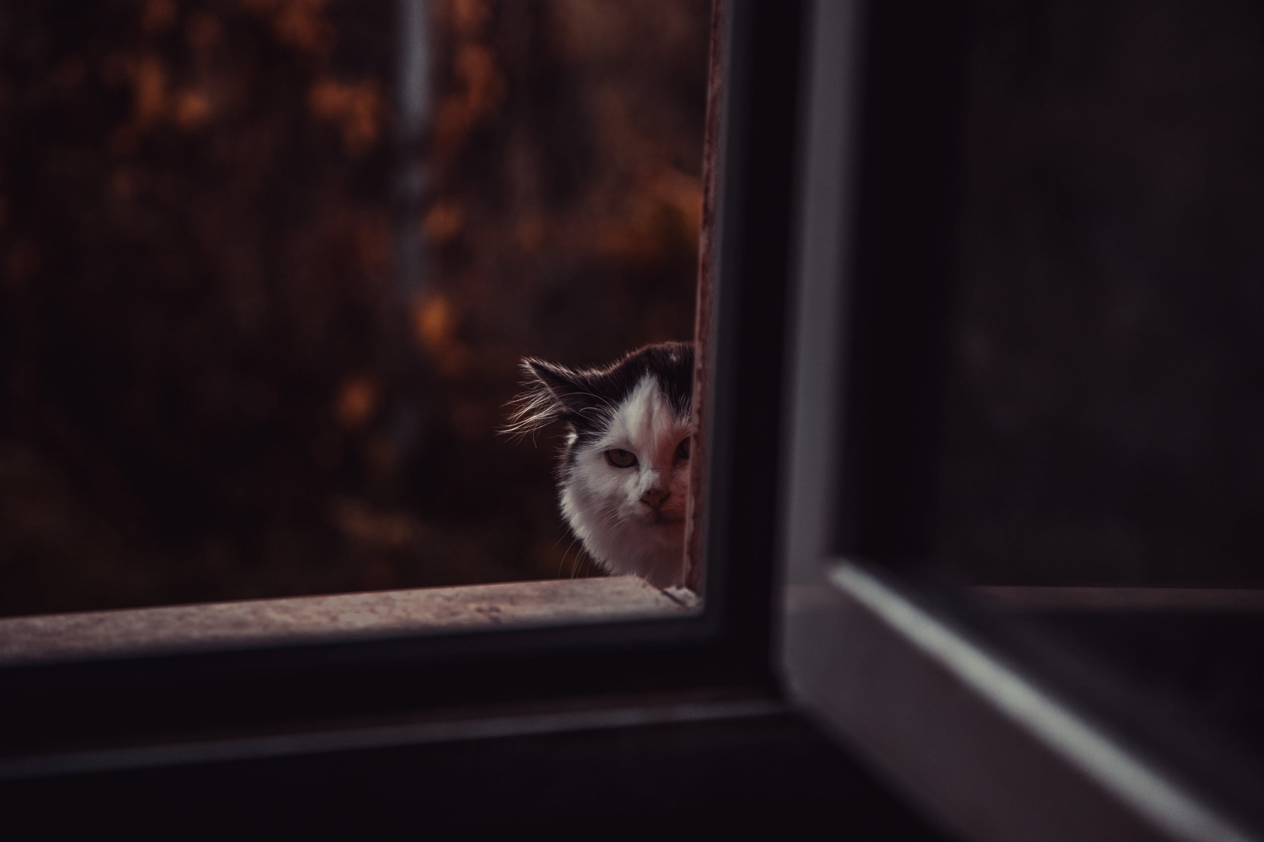 angstige kat.jpg