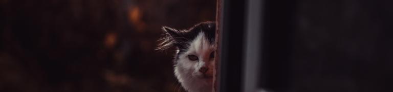 Omgaan met vuurwerk: hoe je je kat kunt helpen tijdens de feestdagen