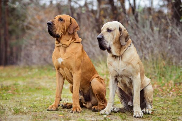 Bachblüten für Hunde aus dem Tierheim