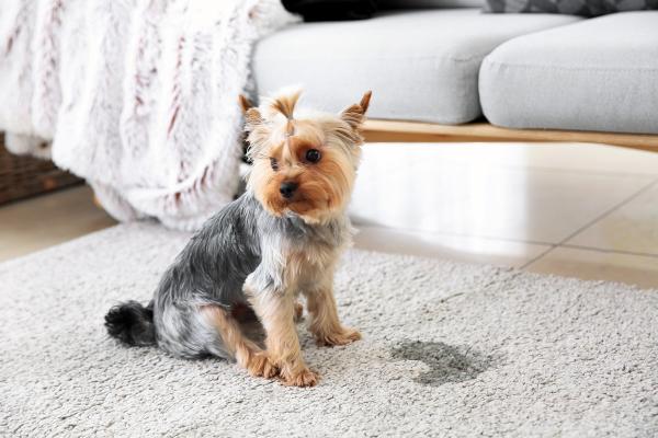 Hund uriniert in der Wohnung: Ursachen und Lösungen