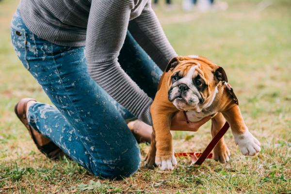 Hund hat Angst vor anderen Hunden (Mögliche Ursachen und Lösungen)