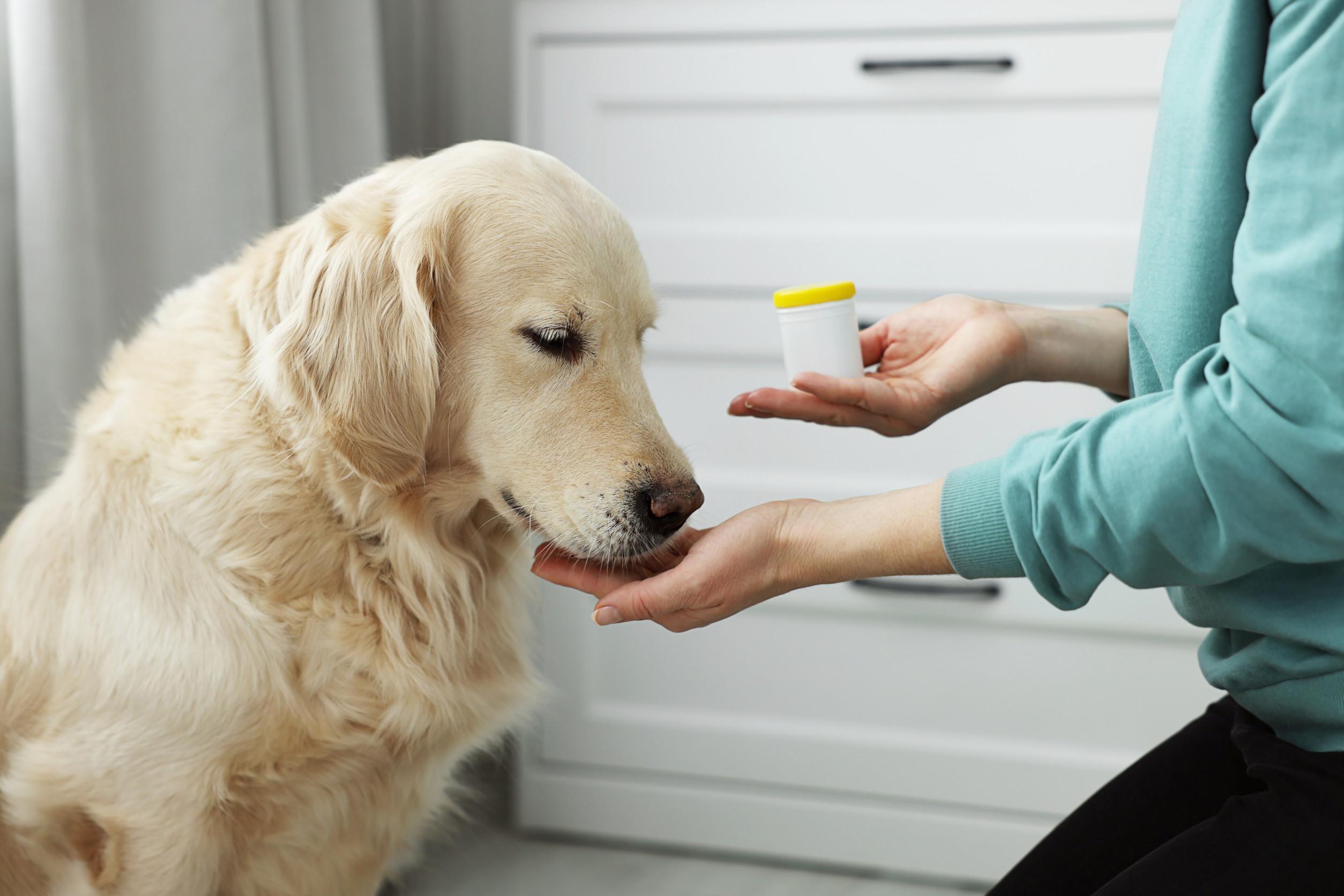 Medicatie en Bachbloesems honden.jpg