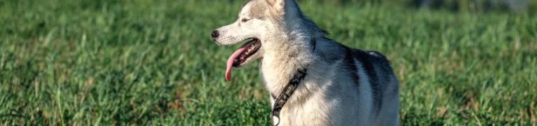 Bach Bloesem Mix Antistress hond