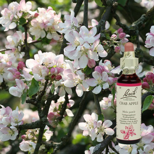 Crab Apple - Holzapfel