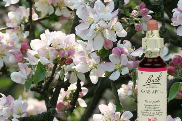 Bachbloesem Crab Apple - Appel